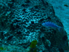 Serranus tortugarum