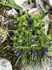 Gentiana bavarica