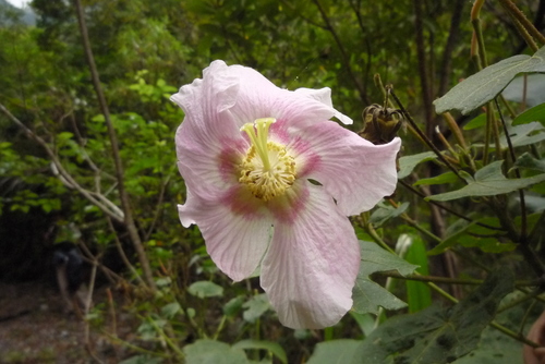 Hibiscus makinoi iNat (1)