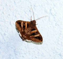 Melipotis perpendicularis