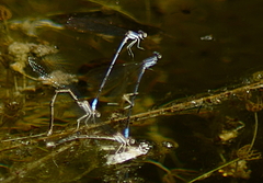 Argia hinei