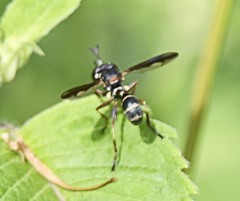 Physocephala marginata