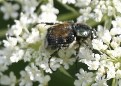 Trichiotinus affinis