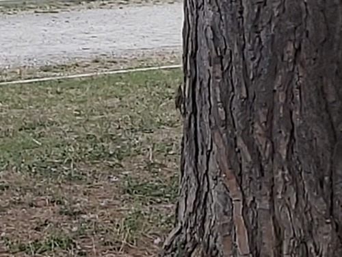 Representative image of Certhia brachydactyla brachydactyla