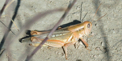 Melanoplus packardii