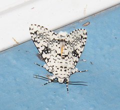 Lichnoptera decora