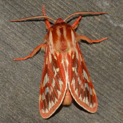 Lophocampa roseata
