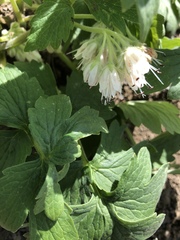 Hydrophyllum fendleri