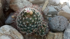Mammillaria mathildae