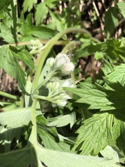 Hydrophyllum fendleri