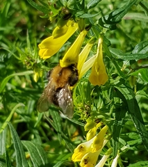 Bombus pascuorum