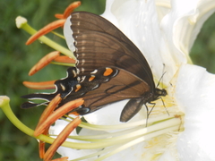 Papilio glaucus