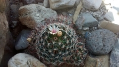 Mammillaria mathildae