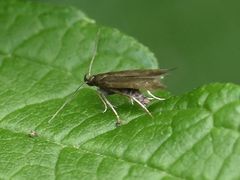 Monochroa tenebrella