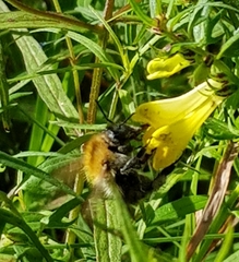 Bombus pascuorum