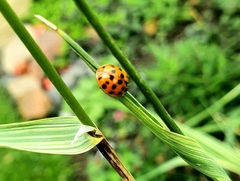 Harmonia axyridis