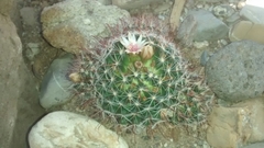 Mammillaria mathildae