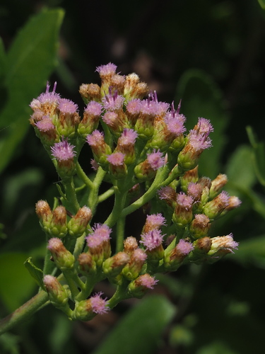 Pluchea indica