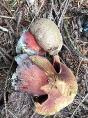 Rubroboletus pulcherrimus