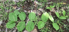 Vincetoxicum rotundifolium