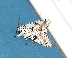 Lichnoptera decora