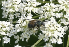Trichiotinus affinis