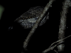 Nyctiphrynus yucatanicus