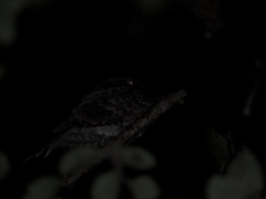 Nyctiphrynus yucatanicus