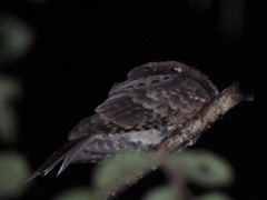 Nyctiphrynus yucatanicus