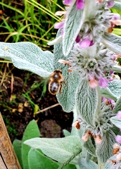 Anthophora furcata