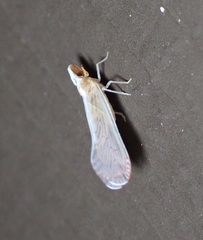 Shellenius schellenbergii
