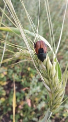 Anisoplia austriaca