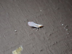 Shellenius schellenbergii