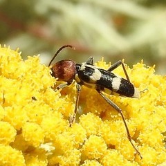 Chlorophorus trifasciatus