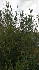 Phragmites australis altissimus