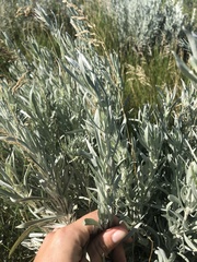 Artemisia cana