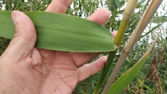 Phragmites australis altissimus