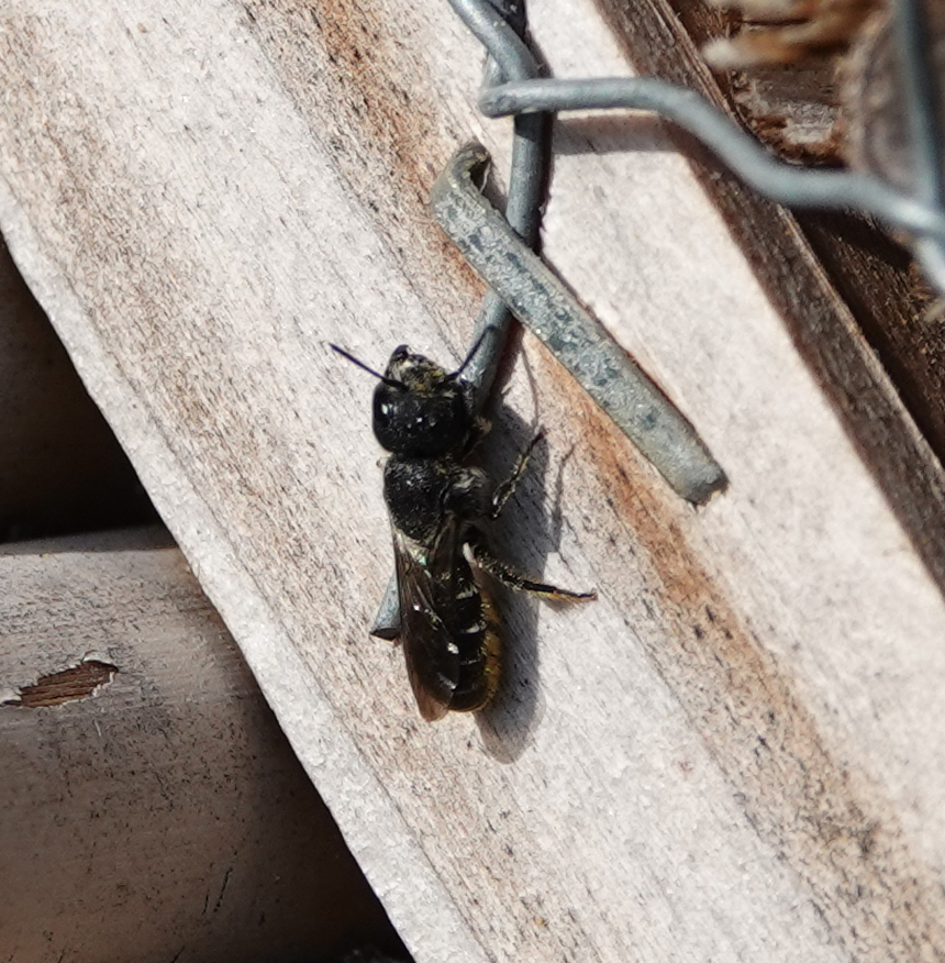 Large-headed Armoured-Resin bee, 5944 Arcen, Niederlande, photo 1 of 10