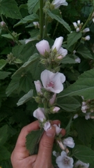 Althaea officinalis