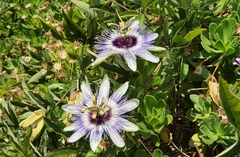 Passiflora caerulea