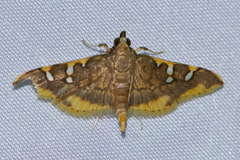 Prophantis adusta