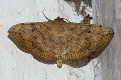 Anticarsia irrorata