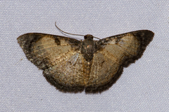Hydatocapnia