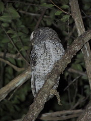 Megascops guatemalae