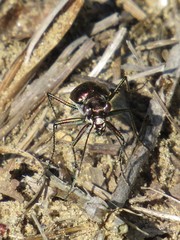 Cicindela punctulata punctulata