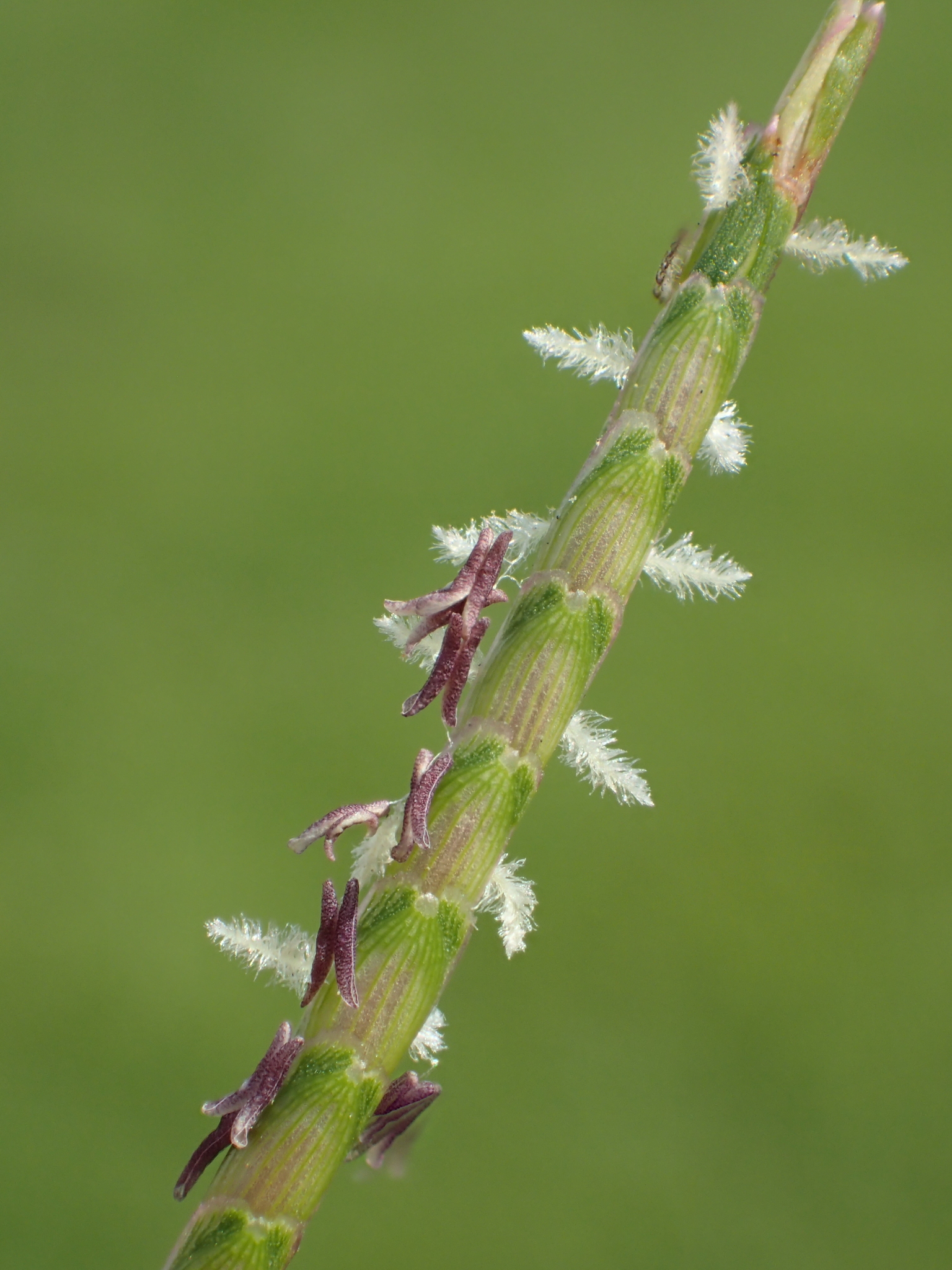 Eremochloa ophiuroides