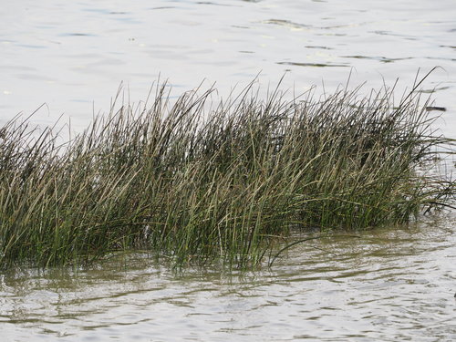 Image of Bolboschoenus planiculmis by no rights reserved