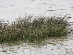 Bolboschoenus planiculmis