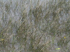 Bolboschoenus planiculmis