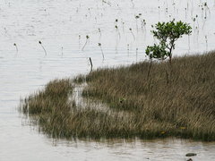 Bolboschoenus planiculmis